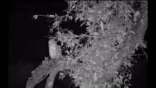 Pel&rsquo;s Fishing owl, lions roaring, water thick-knee calling.