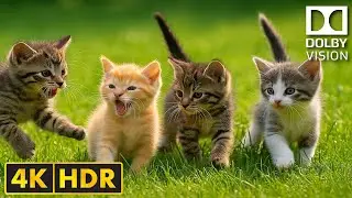 World Most Cutest Cats 4K HDR Video 60FPS - Dolby Vision