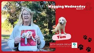 Meet Tom - your best road trip companion | Wagging Wednesday ep 68