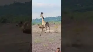 The prey escaped from the lion's hand. #animals #wildlifeentertainment #wildlife #humanwildlife