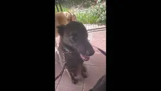 Balanced Obedience Dog and Puppy training  specializes in Service Dogs and Puppies.  Online and Oahu