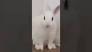 #hanna #rabbits #mari #suga #mmm #bunny #beautiful #monster #shotrs ляя как челюстью Ханна двигает😹