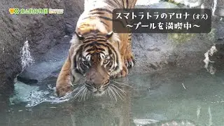 【東山動植物園公式】アロナ、プールを満喫中！《スマトラトラ》