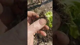 wire worm attack on new plants