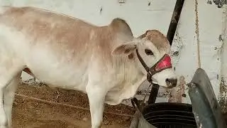 Short Cow At jdc cow 2022, cow mandi 2022, jdc 2022,