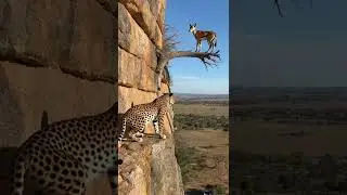 Impala on the Edge, Leopard on the Hunt #SavannaShowdown #SilentBattle #PredatorVsPrey