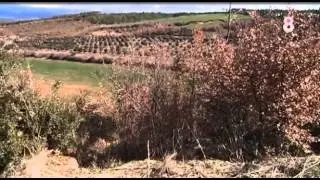 Tòfona, or negre a Catalunya