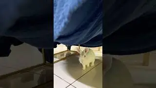 Free Roam Bunny - Playing under blanket Tent
