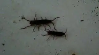amphipoda in sink