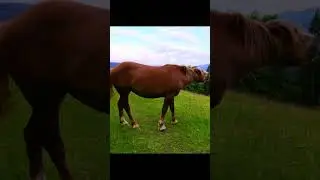 How a Horse Spends Their Lunch ($1100 vs $35)