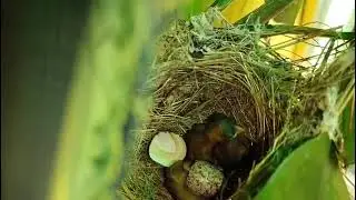 New born baby of sparrow 