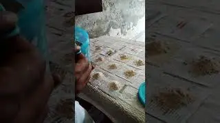 jiryaan night fool (katre nikalna ) about (Hakeem Munavvar) shamspur