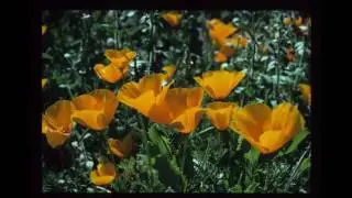 Natural Wonders: Coronado Islands