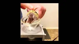 This Venom Can Kill in Minutes 😱 | Rattlesnake | Snake | Russell Viper | USA | America