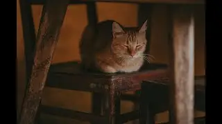 Why Do Cats Chatter? Unraveling the Mystery of Your Feline's Exciting Sounds!