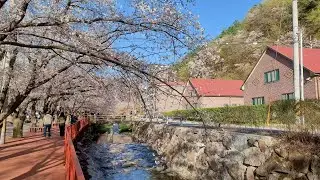 𝗦𝗢𝗨𝗧𝗛 𝗞𝗢𝗥𝗘𝗔 Gapyeong County- Eden Cherry Blossom Festival/ Saturday walking tour
