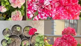 Geranium flower Repotting and update 