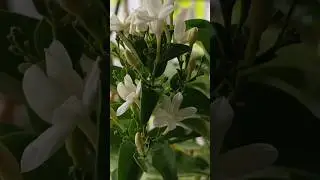 Juhi Flower Plant ☘️ #juhi #flower #plant #scented #jui #jasminemolle #lataslifeyt #shorts
