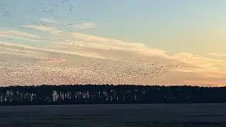 Incredible Snow Geese Waterfowl Sunset at Pungo Lake