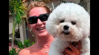 How should pet accident be clean from oriental rug