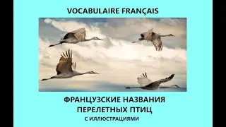 Vocabulaire fran&ccedil;ais. Oiseaux migrateurs.  Французская лексика. Перелетные птицы.
