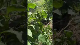 Impact of Frost on Pepper Plants - Two Nights Down to 29 Degrees F - Northern Garden