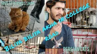 high quality persian cats new price 2025 in college road Rawalpindi #Mustafa Bird shop #viral video🐈