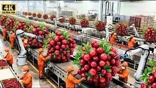 Inside the 1,000,000 LB Cranberry Plant &ndash; The HYPNOTIC Flooding of Modern Fruit Harvesting