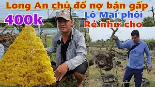 Long An chủ đổ nợ kêu bán rẻ lô mai phôi rẻ bèo như cho