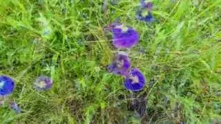 Kaas Plateau when flowers bloom