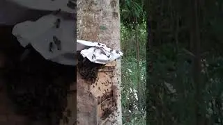 Rừng xanh yêu thương