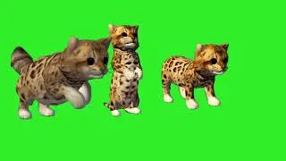 cat dancing on - girlfriend Green video free copyright