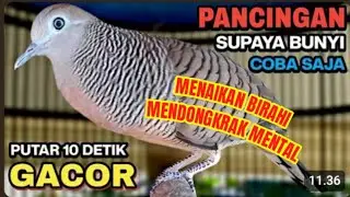 PERKUTUT LOKAL GACOR SUARA SUPER KRISTAL RESPON CEPAT PANCINGAN PERKUTUT MALAS BUNYI 100% NYAUT