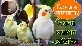 ককাটেল পাখির ডিমে ব্লাড আসেনা। মেল পাখি ব্রিড করছেনা। সমাধান ও মেডিসিন