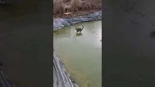 Cat escaped thin ice with wise decision