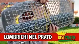 LOMBRICHI NEL PRATO, COSA FARE? OPERAZIONI PRATICHE