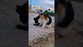 stray cat in Paphos, Cyprus