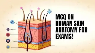 mcq on human skin anatomy | integumentary system multiple choice questions | skin mcqs for exams