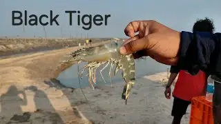 Prawn/shrimp Black tiger/ Harvesting/gujarat/shrimp culture   #fishing #aquaculture #organic 