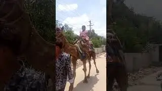 Camel Ride #camel #camelride #shorts #viral #trendingshorts