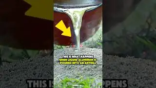 Liquid Aluminum Poured Into an Anthill ‼️