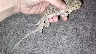 Urgent! Bearded Dragon needs help with vet care!