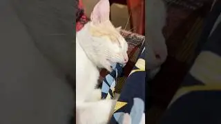 #funny #pets #kitten #petscomedy #pawsomelove #missyou