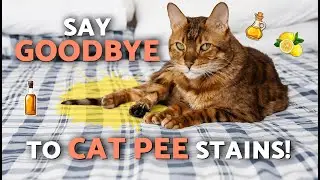 Как почистить матрас, пропитанный кошачьей мочой 🐱🧽🧴 (5 домашних средств для подушек, диванов и м...