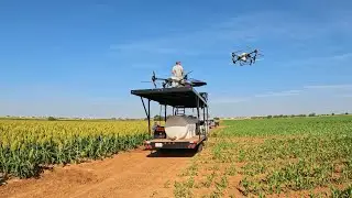 Drones Flying Irrigated Milo