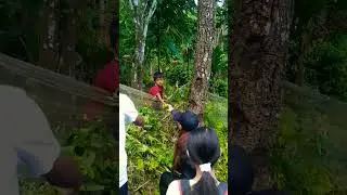 Orange garden of jampui hills #orange #tripura #northeast #tourism