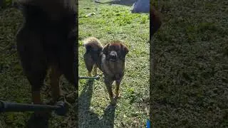 Himachali dog