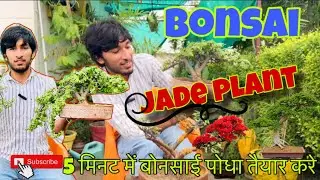 आसानी से बनने वाले बोनसाई पौधे/बोनसाई बनाना सीखे 