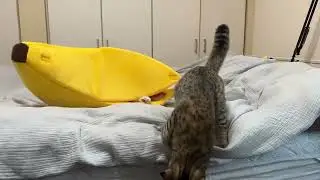 ANIMAL VIDEOS TO CURE YOUR DEPRESSION