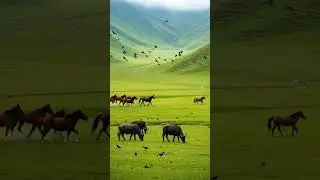 #Breath taking view of #Kashmir #tolipeer #gangachoti #pirchanasi # hajipeer #gulmarg